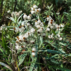 Pearly Everlasting