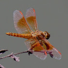 Ditch Jewel or Amberwing