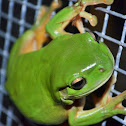 Green Tree Frog