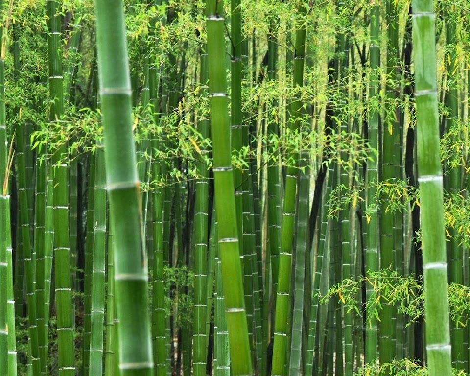 24 Wallpaper 3d Hutan  Bambu  Richi Wallpaper