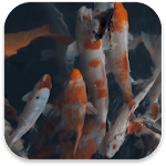 Cover Image of 下载 Real Aquarium Live Wallpaper 1.0 APK