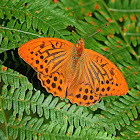 Silver-washed Fritillary