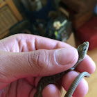 Alligator Lizard