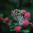 Butterflies perch on flowers