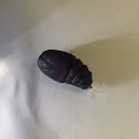 Io Moth ( Pupa )