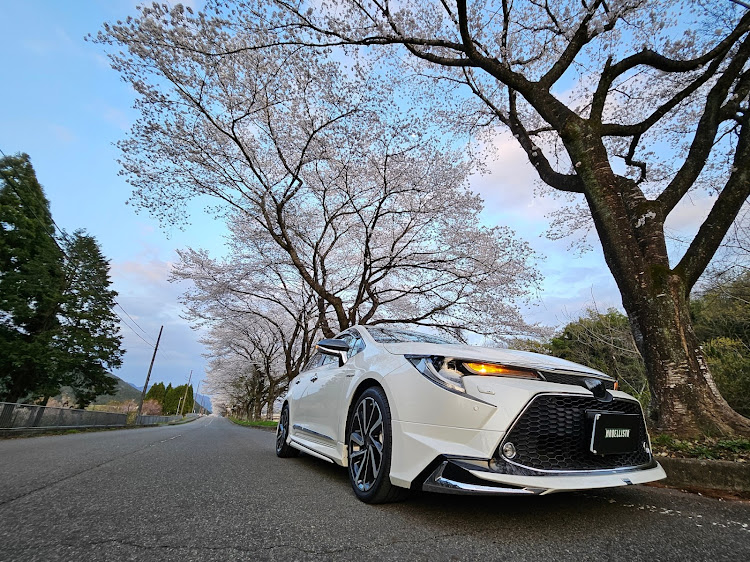 カローラツーリングの桜と愛車・サクラと愛車・カローラツルりんぐに関するカスタム事例の投稿画像1枚目