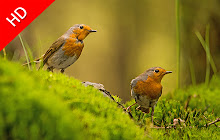 American Robin - New Tab in HD small promo image