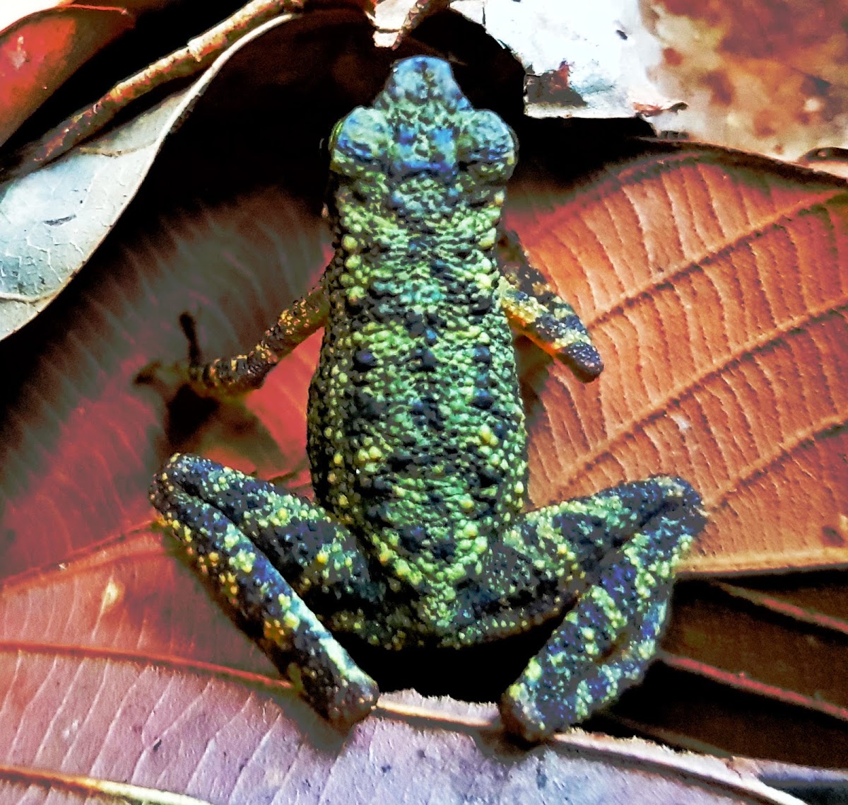 Dwarf Slender Toad