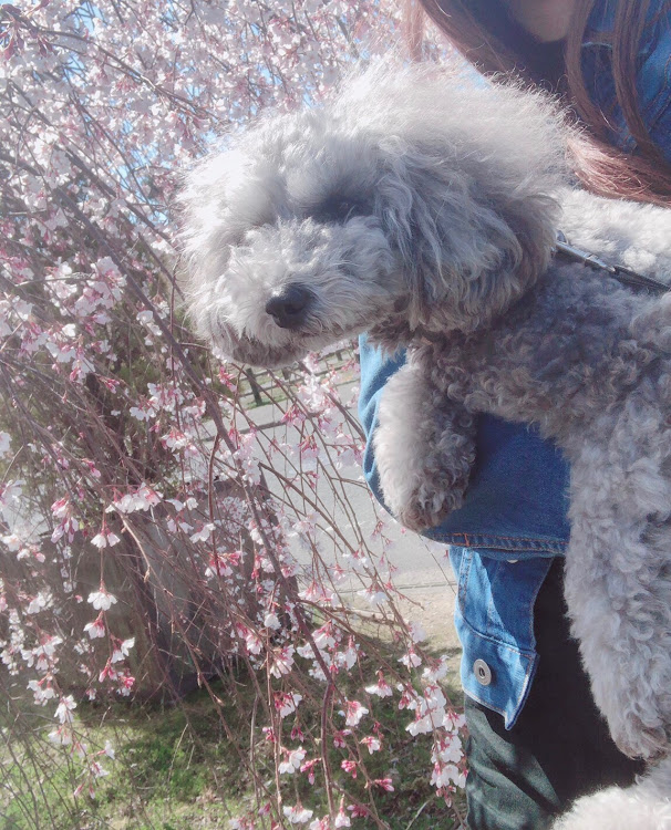CLのドライブ・いちご狩り・愛犬・桜・ベンツに関するカスタム事例の投稿画像8枚目