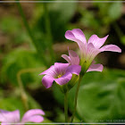 Oxalis corymbosa 紅花酢漿草