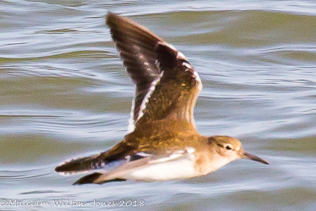 Common Sandpiper;Andarríos Chico