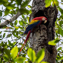 Scarlet Macaw