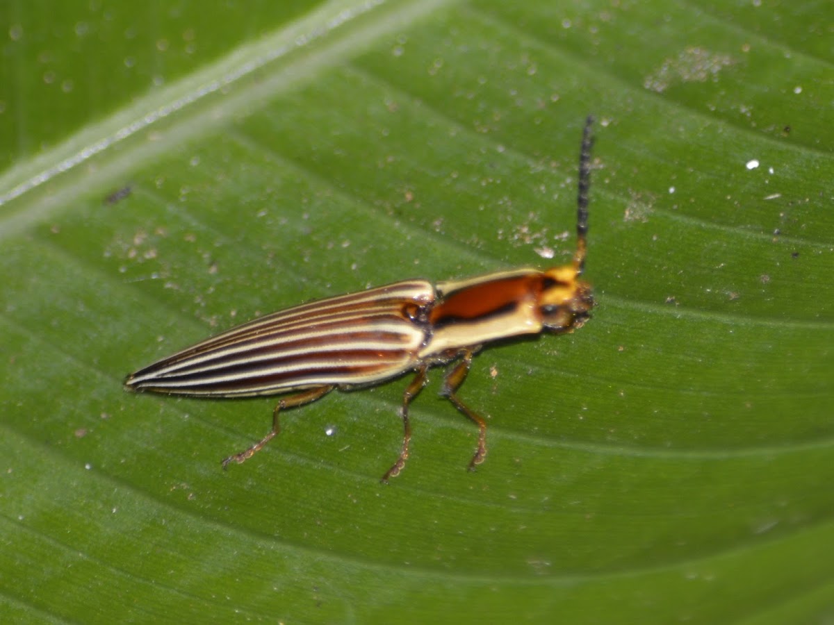 Click Beetle