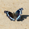 Blue Admiral