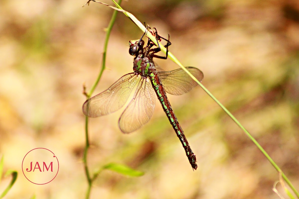 Swamp Darner Dragonfly