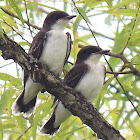 Eastern Kingbird