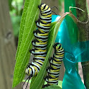 Monarch Butterfly Caterpillars