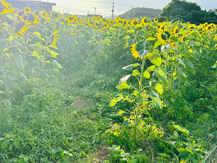 GLCの秋らしくなってきました・ひまわり畑🌻・10月もよろしくお願いしますに関するカスタム事例の投稿画像3枚目