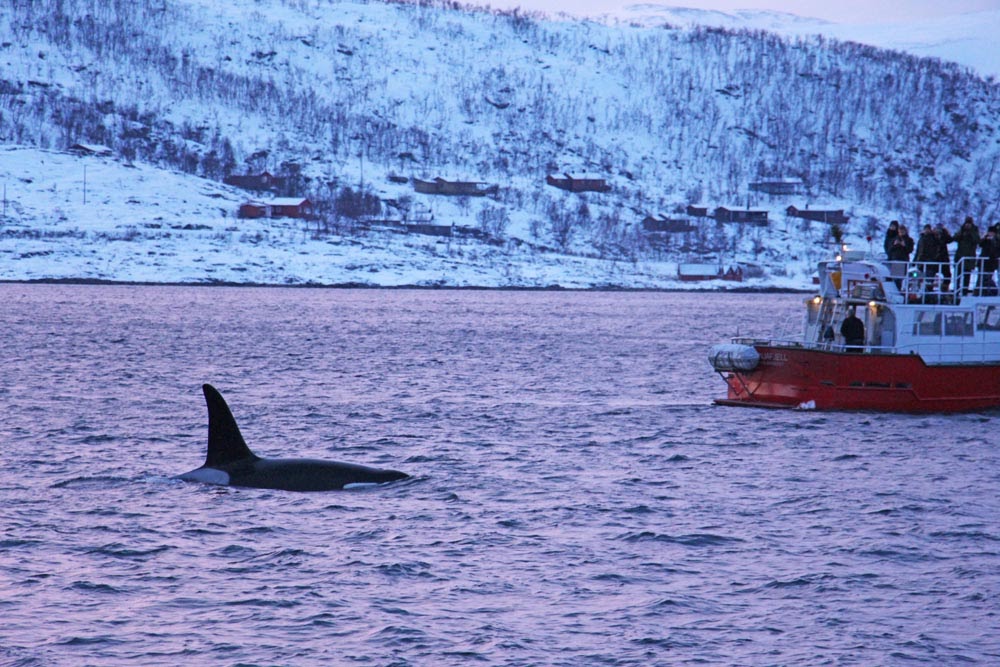 A Experiência da observação de ORCAS e BALEIAS nos fiordes de