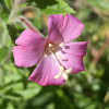 Hairy Willowherb