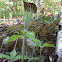 Jack in the pulpit