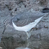 Actitis Sandpiper; Andarríos