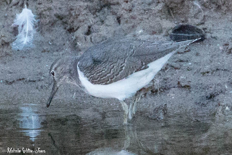 Actitis Sandpiper; Andarríos