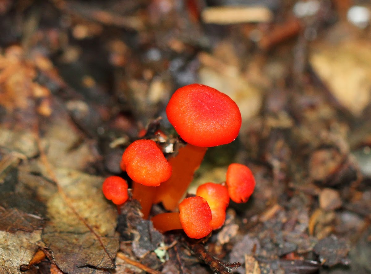 Waxy Caps