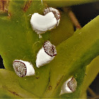 Male puparium of scale insect in ice plant