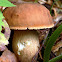 King Bolete