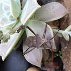 Leaf-footed Bug