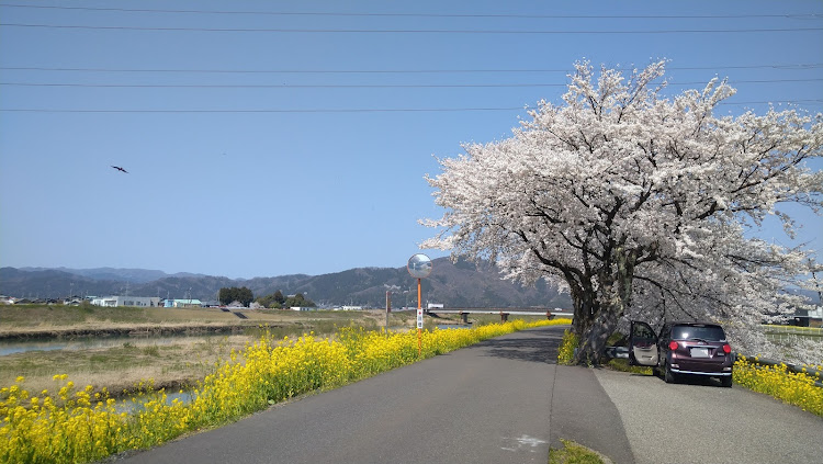 BRZの桜とコラボ・撮影の練習・なのはなばたけ・春の予感に関するカスタム事例の投稿画像11枚目