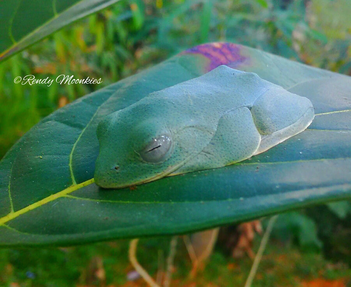 White-Lipped Giant Tree Frog