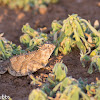 Texas Horned Lizard