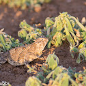 Texas Horned Lizard