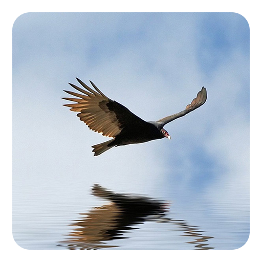 3D Bird Live Wallpaper 個人化 App LOGO-APP開箱王