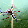 Two-striped Jumper Spider (male)