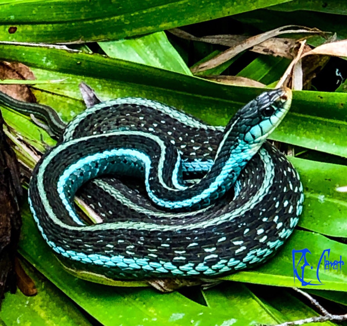 Florida blue garter snake