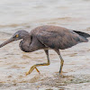 Pacific reef heron