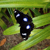 Great Eggfly