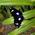 Great Eggfly