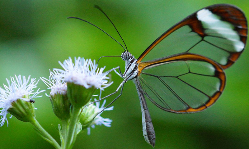 Glass Winged Butterflies