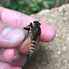 Robber Fly