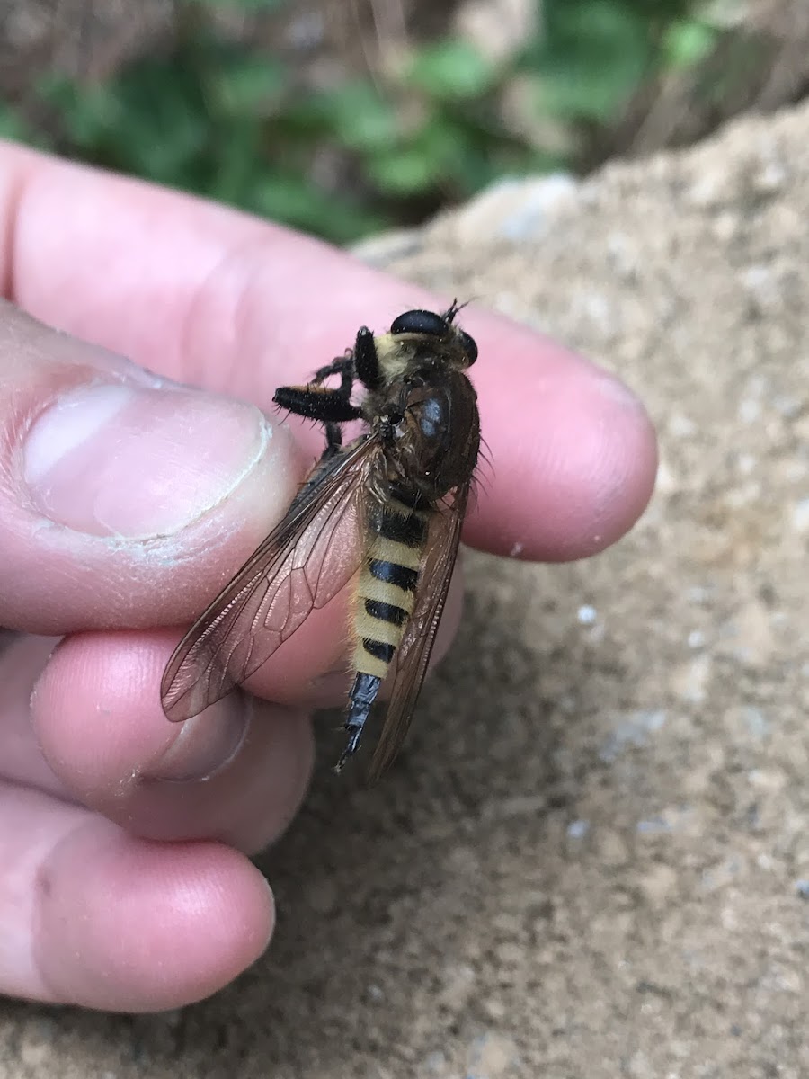 Robber Fly