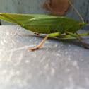 Broad tipped conehead Katydid