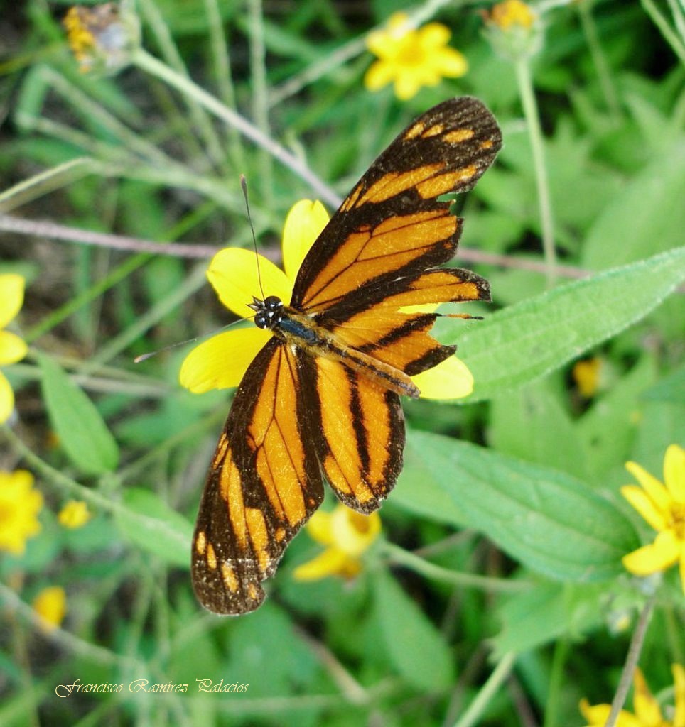 Tiger Butterfly