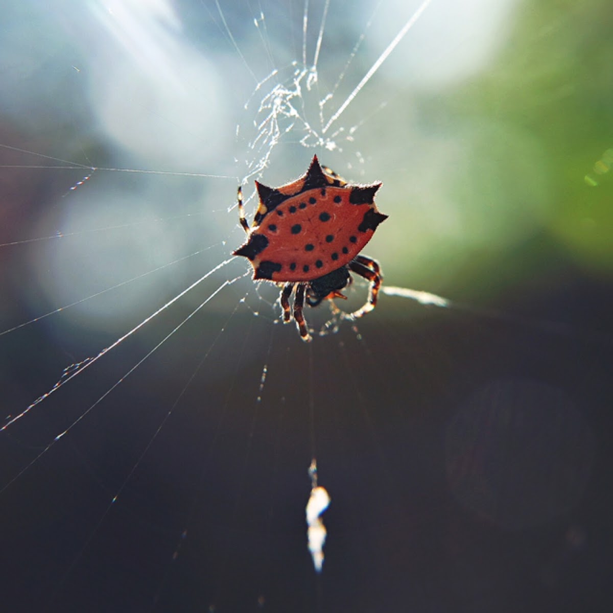 Spiny orb-weaver