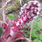 Butterbur