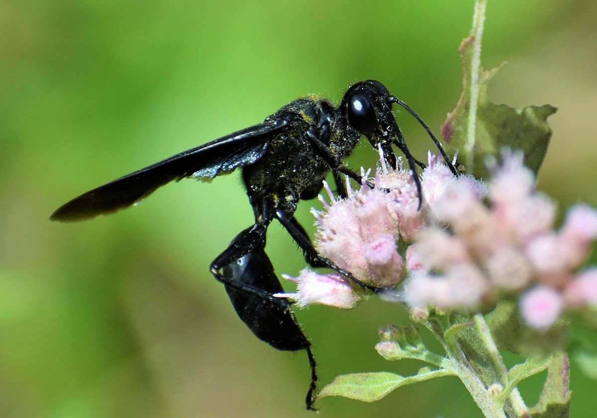 Great black wasp