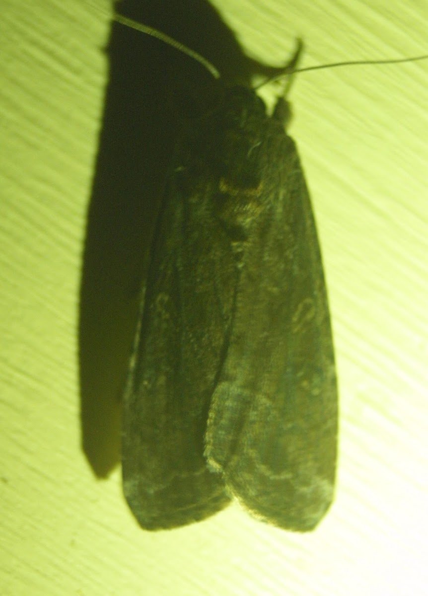 Fall Armyworm Moth, female